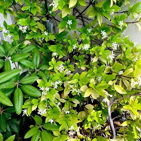Beau 4 Pièces Dans Coin De Verdure Appartamento *